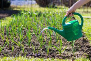 Dragon Breath Near Me- Woman water garlic garden